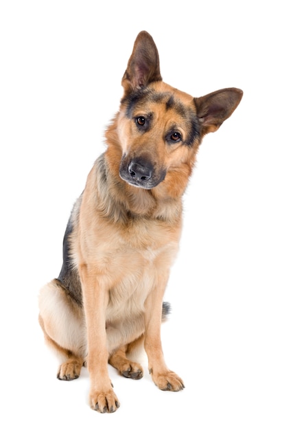 German shepherd with 2 years old. Dog portrait isolated