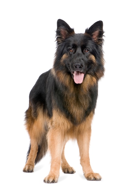 German shepherd with 3 years. Dog portrait isolated