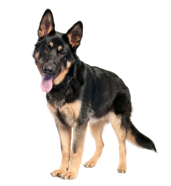 German shepherd with 7 months old. Dog portrait isolated