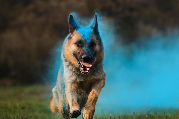 German Shepherd with blue holi colors