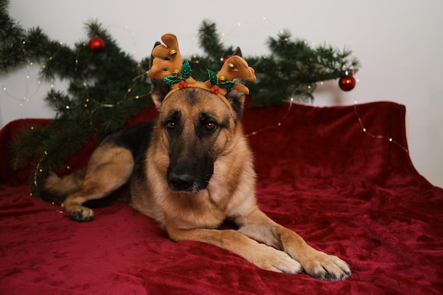 German shepherd with deer antlers celebrates New Year and Christmas