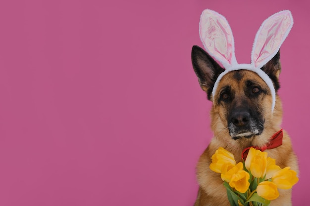 Немецкая овчарка с ушами пасхального кролика на розовом фоне Поздравительная открытка