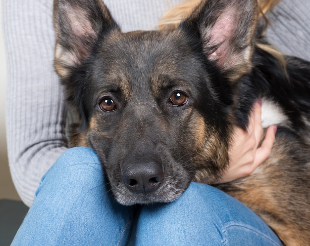 German shepherd with its head on the lap of its owner