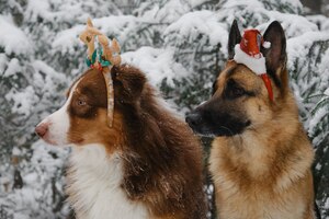 Photo german shepherd with santa hat on head and australian shepherd with deer horns in winter