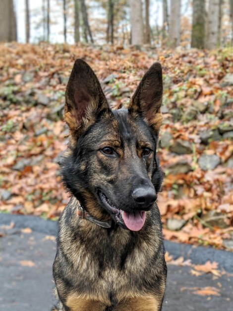 German shepherd