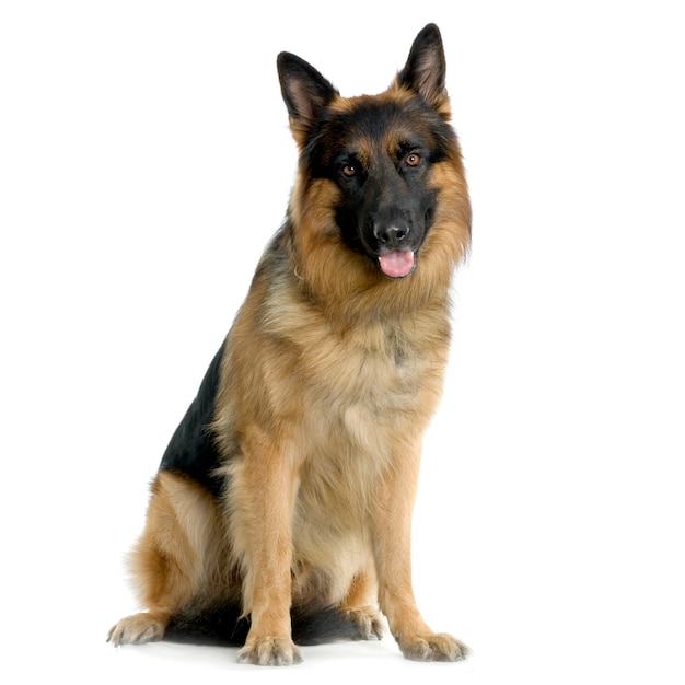 German shepherd