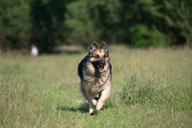 German shepherd