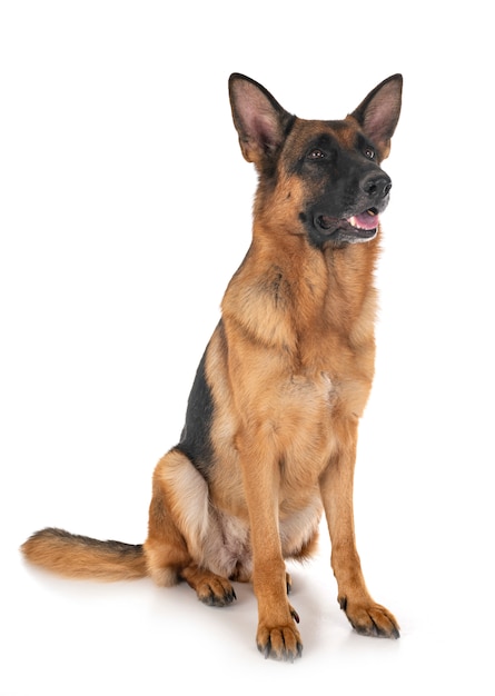 German shepherd 