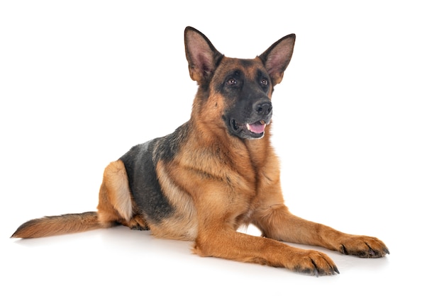 German shepherd 