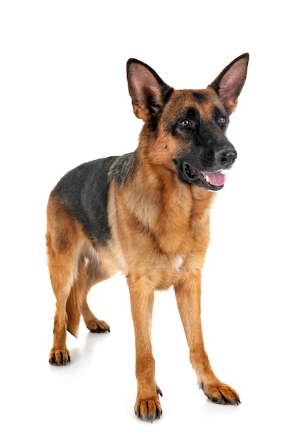 German shepherd 