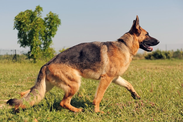 German shepherd