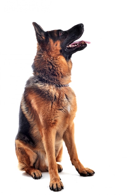 German shepherd