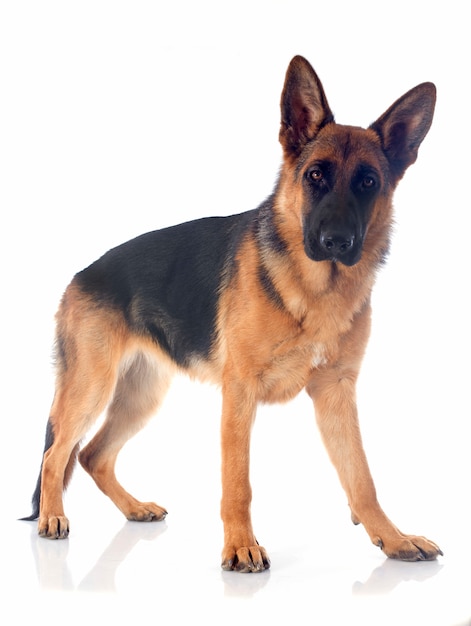 german shepherd