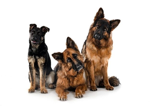 German shepherds in front of white background