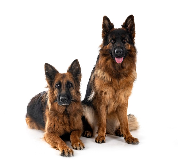 German shepherds in front of white background