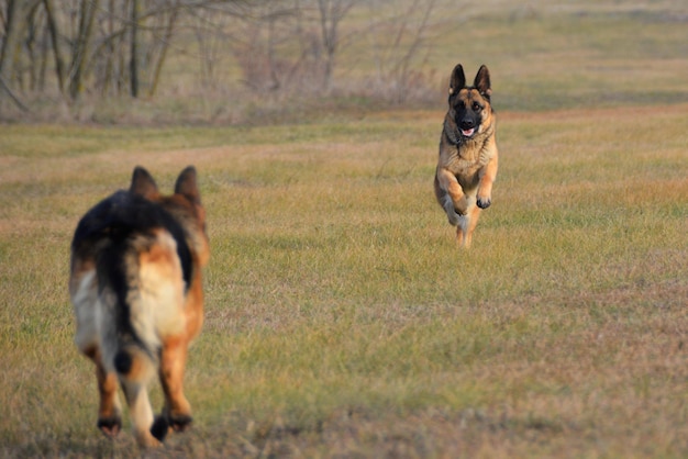 Photo german shepherds running on grassy field