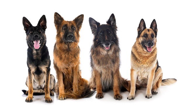 German shepherds in studio