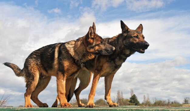 German shepherds