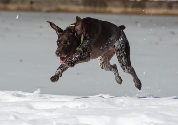 german short-haired pointer running on snow covered field