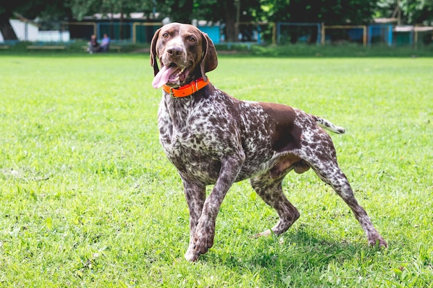 ドイツのショートヘアード犬が公園の芝生の上を走っています