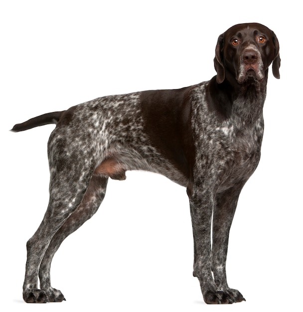 German Shorthaired Pointer, 3 years old, standing