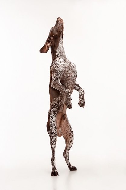 ジャーマンショートヘアードポインター-白いスタジオの背景に孤立して立っているKurzhaar子犬犬