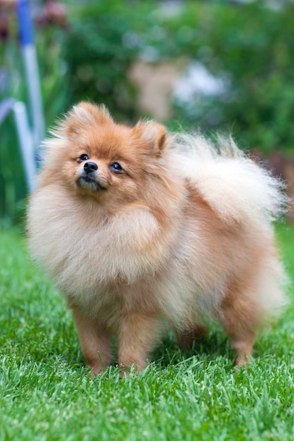 German Spitz in the park on a background of green grass