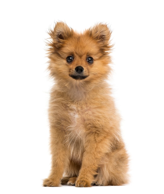 German Spitz puppy isolated on white