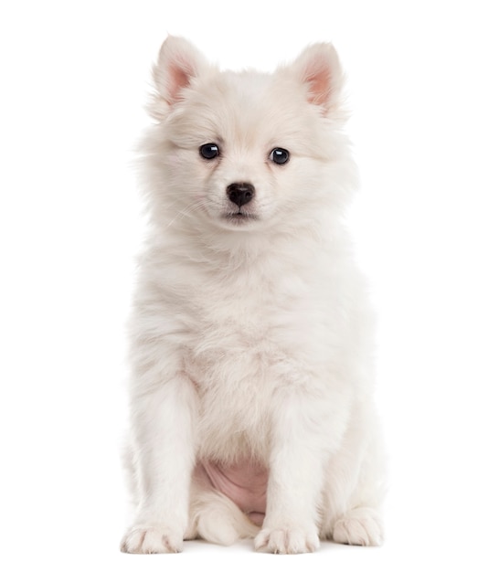 German Spitz puppy sitting and looking at the camera isolated on white