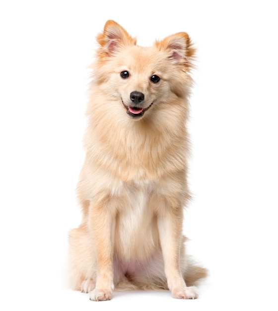 German Spitz sitting in front of a white wall