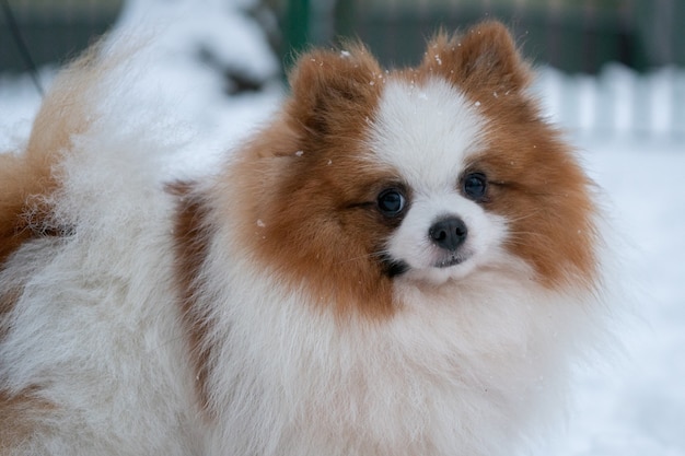 German Spitz in the winter park on a background of snow