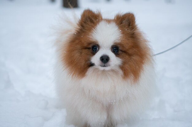 German Spitz in the winter park on a background of snow