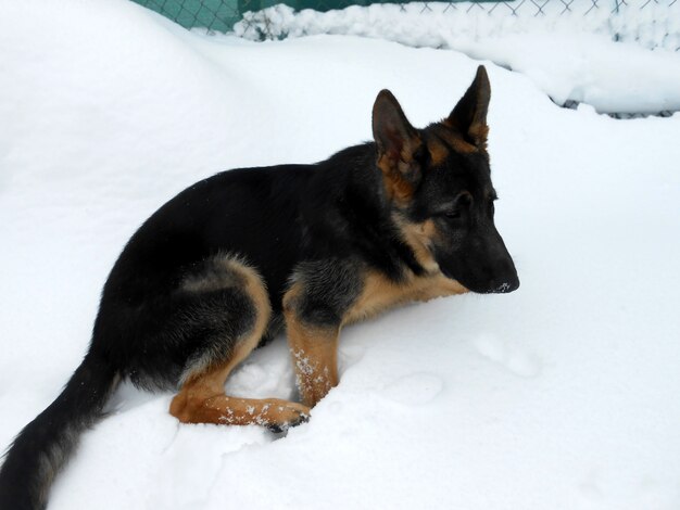 german young shepherd lying in the snow happy