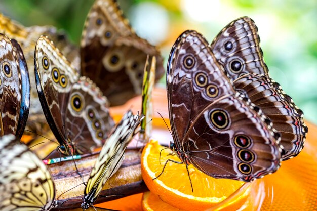 Germany, Mainau, butterflies