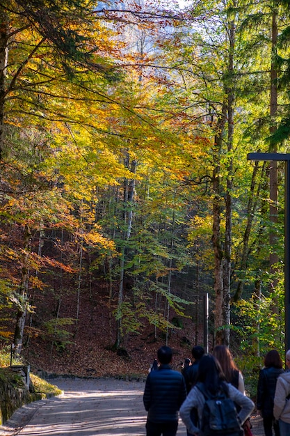 Germany Neuschwanstein Castle autumn maples forest trail maple forest trail