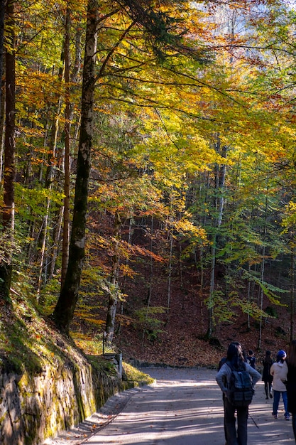 Germany Neuschwanstein Castle autumn maples forest trail maple forest trail