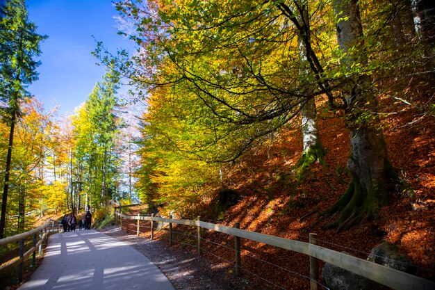 Germany Neuschwanstein Castle autumn maples forest trail maple forest trail