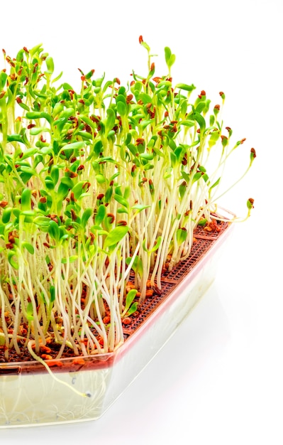 Photo germinated  alfalfa sprouts.