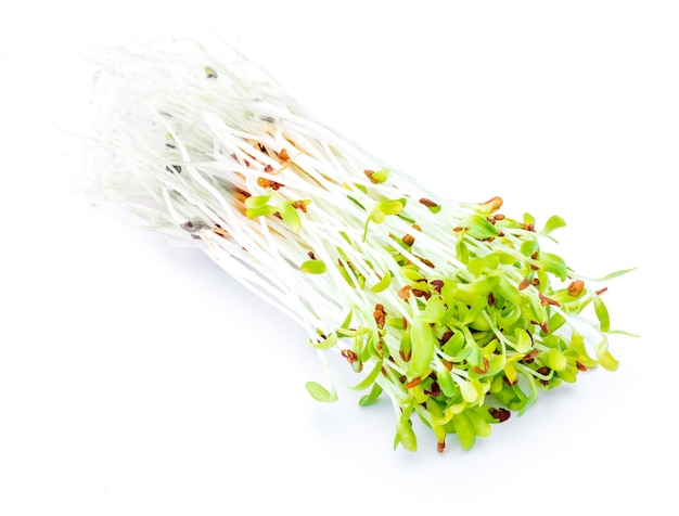 Germinated fresh and raw alfalfa sprouts. Healthy and healthy diet. Close-up isolated