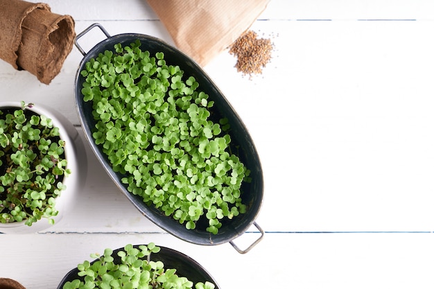 Germinated micro greens in pots