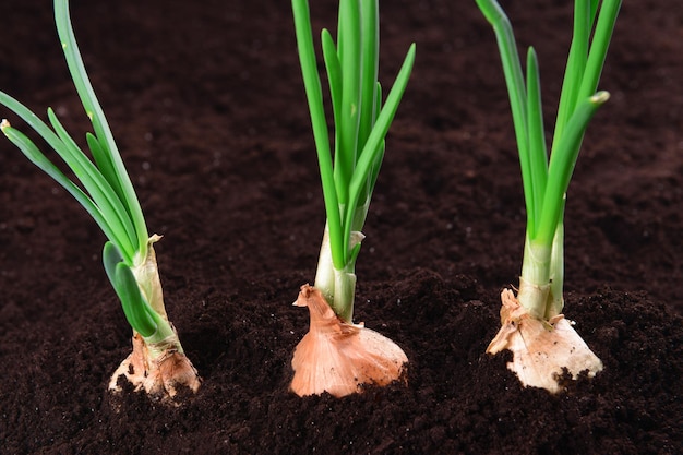 Germinated onion in soil closeup