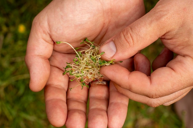 Germinated radish seeds in a male hand