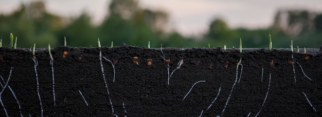 Germogli di mais germinati nel terreno con radici sfondo sfocato