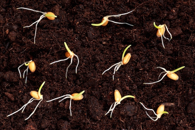 Germinated wheat grains