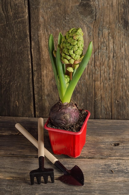 Germinating hyacinth bulb on a wooden background in a red glass