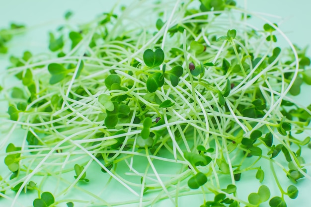 Photo germinating microgreen close up broccoli sprouts natural eco food with vitamins home gardening healthcare vegetarian lifestyle growing greenery indoors