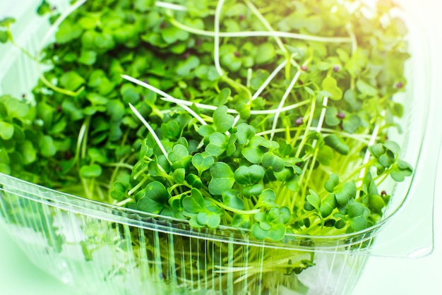 발아하는 Microgreen은 브로콜리 새싹을 닫습니다. 비타민이 함유된 천연 에코 식품 가정 원예 건강 관리 채식주의 생활 방식 실내에서 녹지 성장