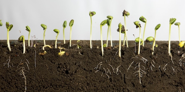 Germinating soybeans with young roots