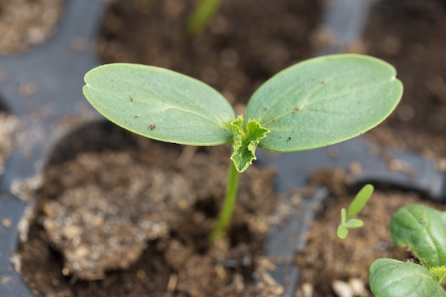 温室条件での天然肥料による鉢植えのキュウリの苗の発芽。