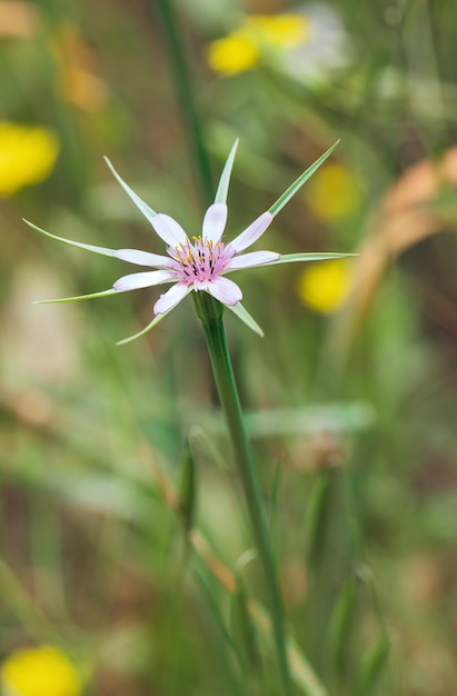 Geropogon hybridus mooie bloem